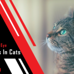 Eye Infections In Cats