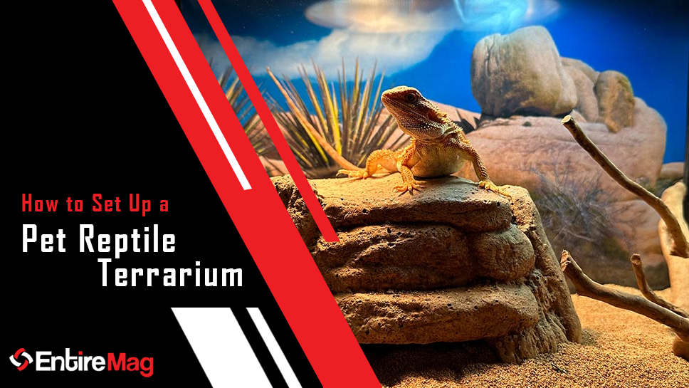 Pet Reptile Terrarium